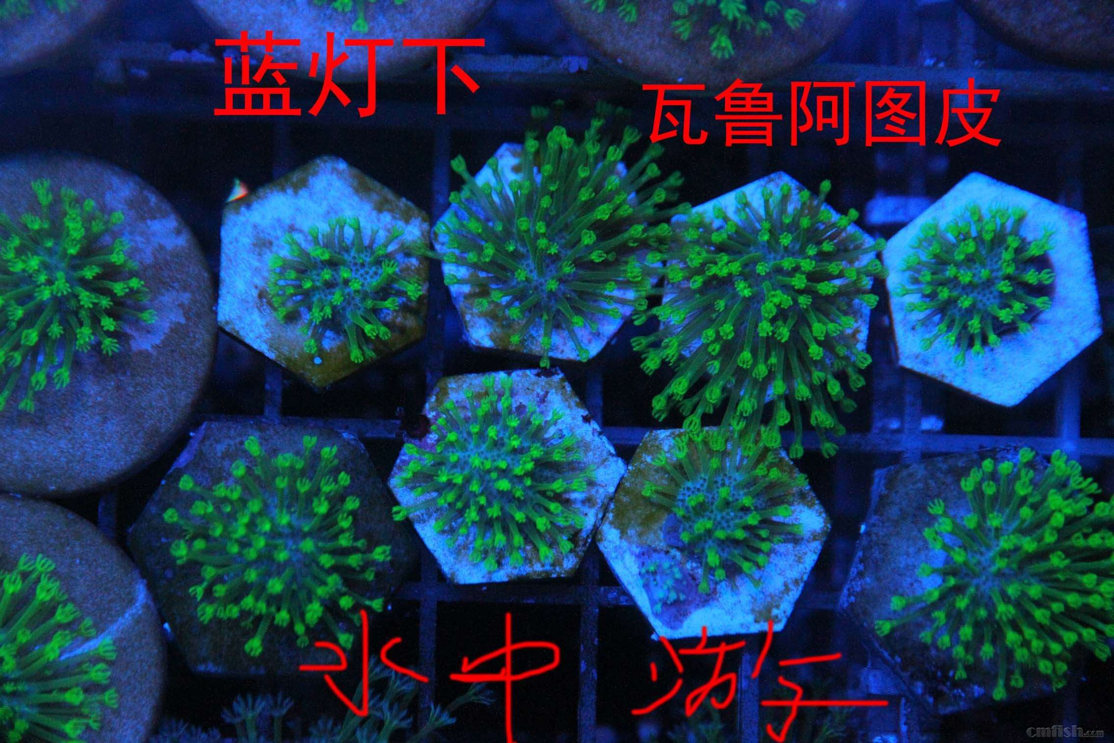 IMG_0799 ����.jpg