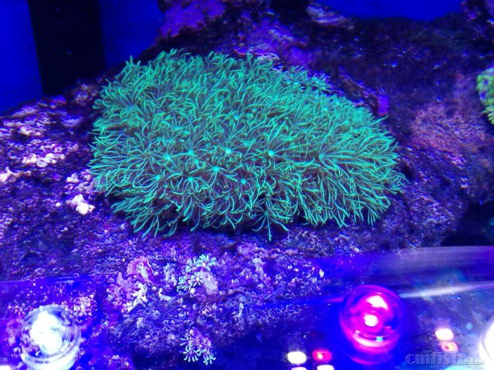 红绿莲子脑八字脑