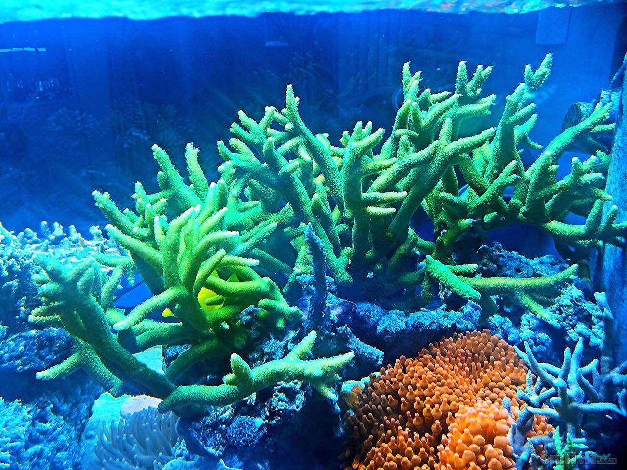 出大种纽扣,大森林长枝