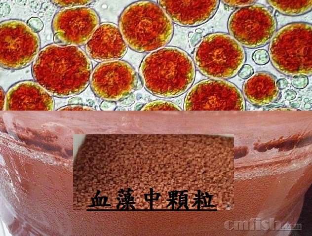 血藻1.JPG
