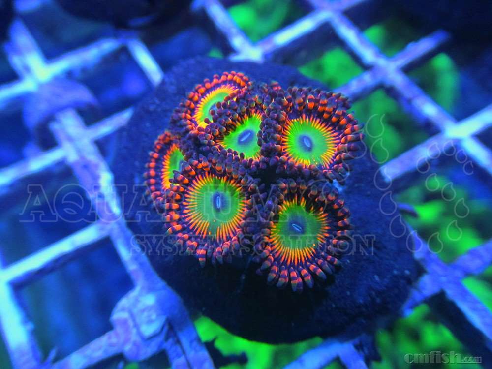 这叫啥纽扣 - lps珊瑚及软体 - cmf海友论坛 - powered by discuz!