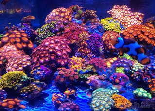 日本大神的【纽扣缸】