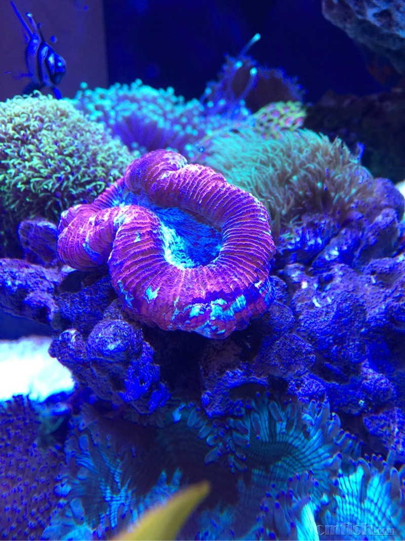 大连转个红八字脑,35元