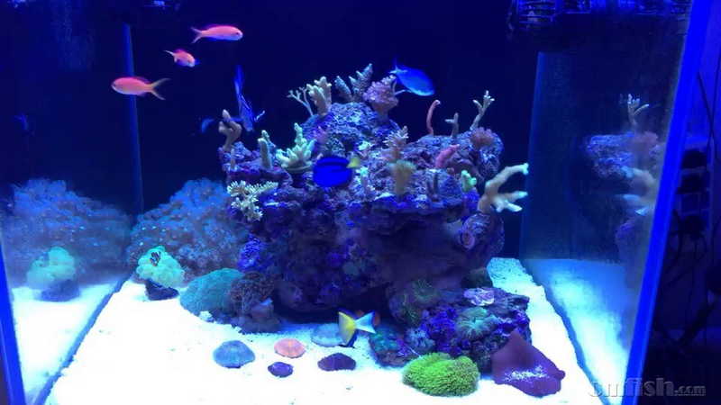 美人虾能放珊瑚缸里面养吗? - 其他生物 - CMF海水观赏鱼论坛 - Powered by Discuz!