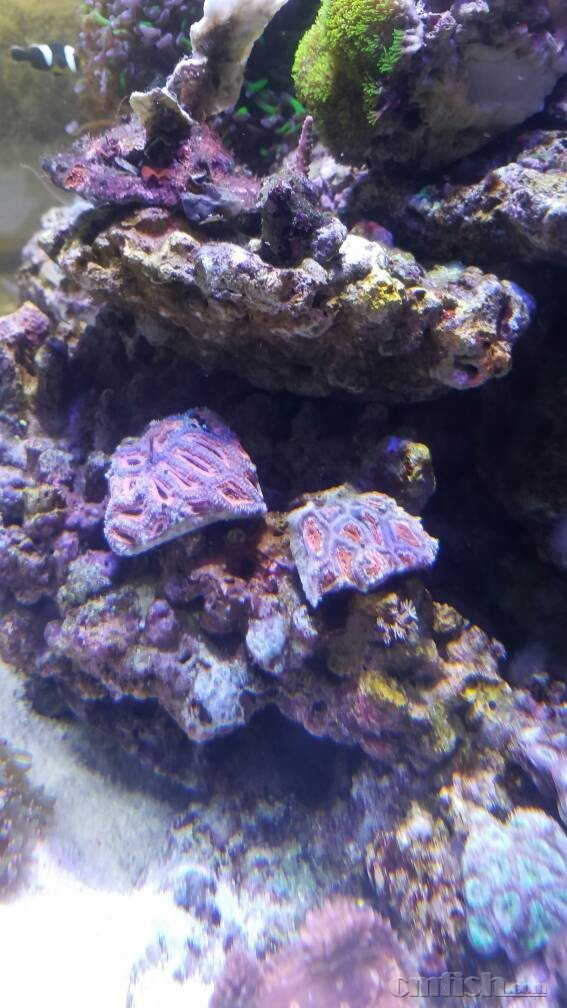 脑珊瑚脱骨.求救