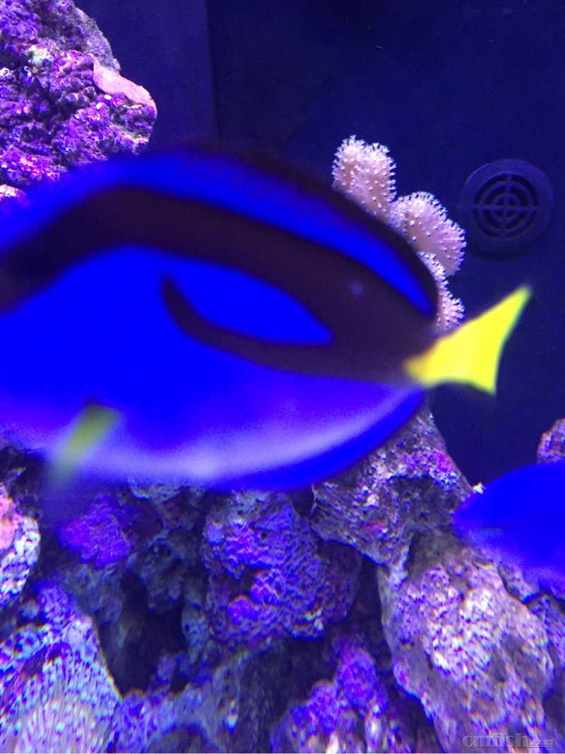 蓝吊又白点了,还需要治疗吗?