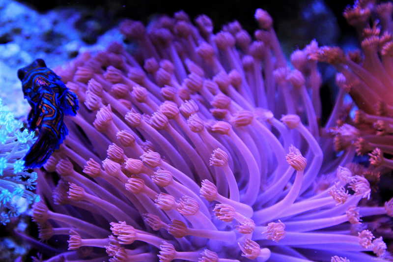 海水生物讨论区※ 69 lps珊瑚及软体 69 过年了,发几张宝石花