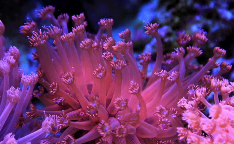 海水生物讨论区※ 69 lps珊瑚及软体 69 过年了,发几张宝石花