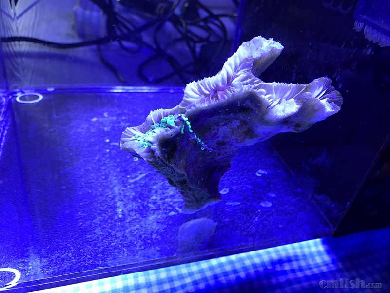 求助帖,榔头,猪腰子不知道怎么了