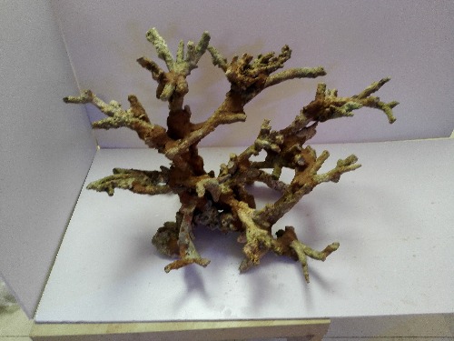 出粗支珊瑚骨造景 一枚 尺寸70 35 40