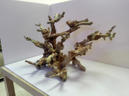 出粗支珊瑚骨造景 一枚 尺寸70 35 40
