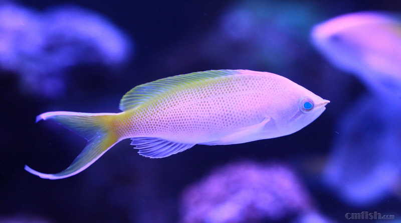 论坛首页 69 ※ 海水生物讨论区※ 69 海水观赏鱼 69 美少女般