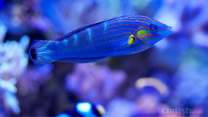 给家里的小鱼拍了点照片