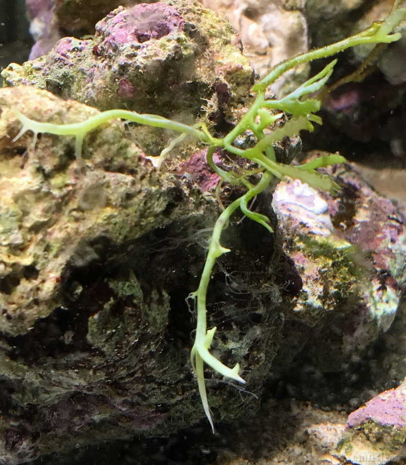 鹿角藻叶片很小,根须很长.请教是什么原因造成的?