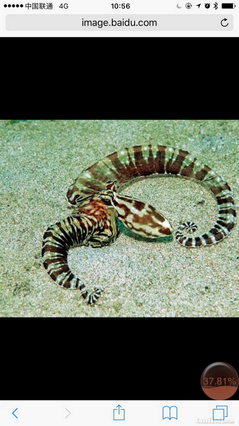 拟态章鱼 飞抵大首都 必须发帖分享