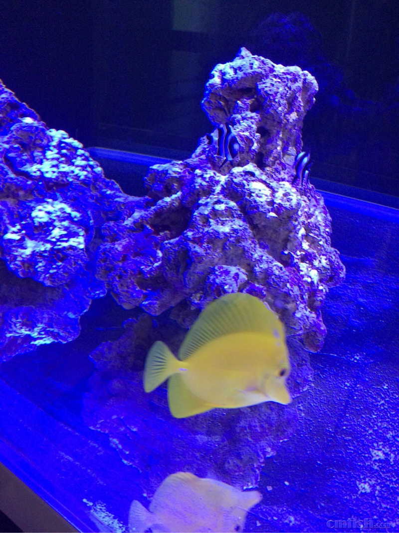 海水鱼黄金吊黄肚蓝吊