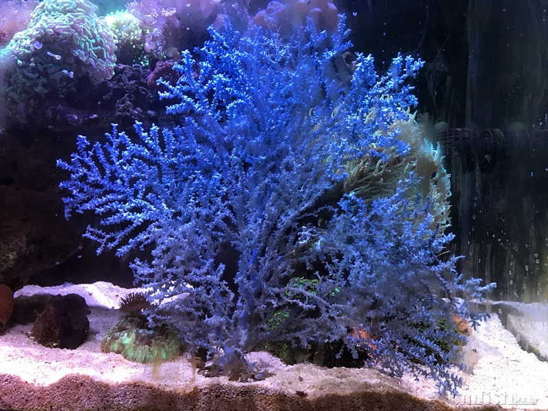 东四环出一个大号蓝海树