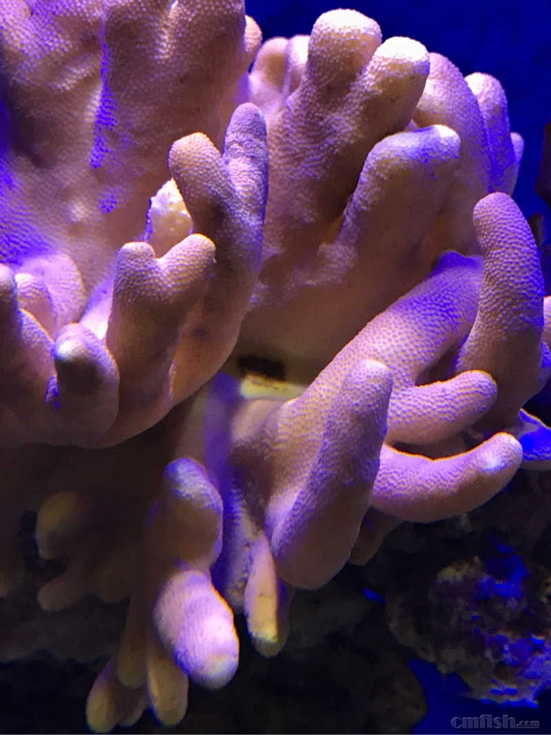 论坛首页 69 ※ 海水生物讨论区※ 69 lps珊瑚及软体 69 手指这