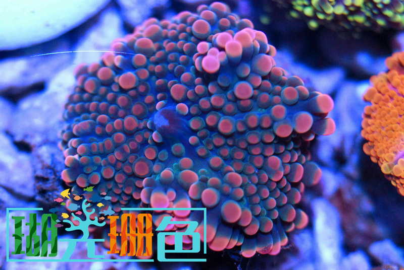 劳烦版主删一个,谢谢 - 商家交易区 - cmf海友论坛 - powered by disc