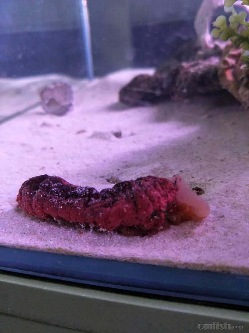 我的黑海参把内脏都吐出来了是怎么回事