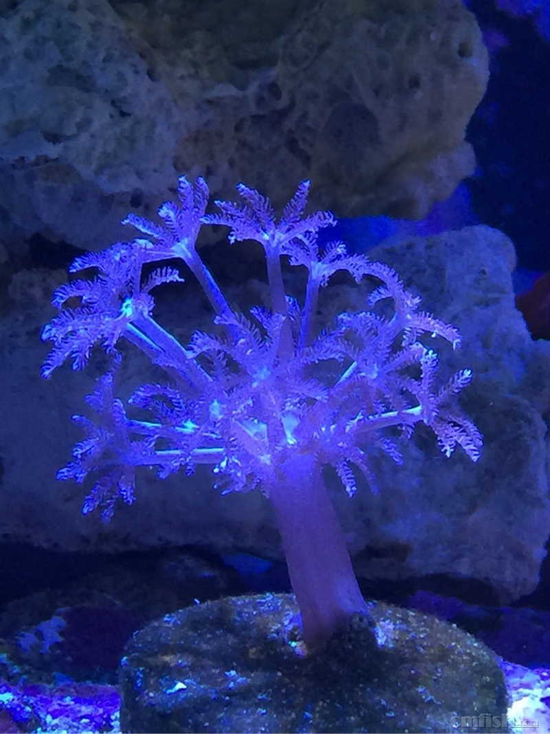 这是 什么品种的闪千手 - 初学者(beginners) - c