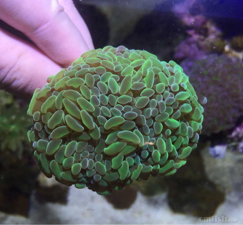 出双色榔头 绿榔头 绿蛙卵