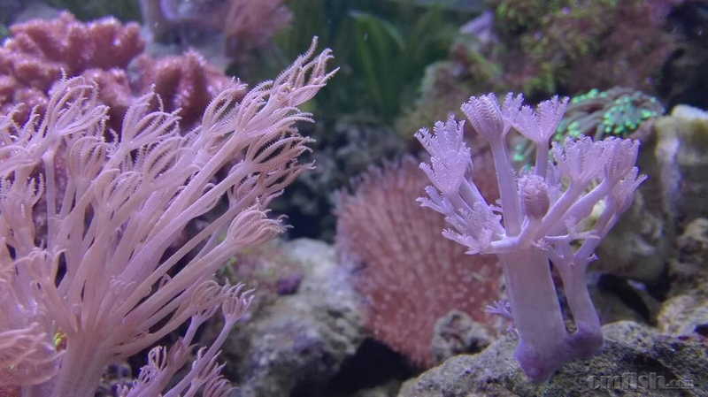 69 ※ 海水生物讨论区※ 69 lps珊瑚及软体 69 闪千手和鬼爪的