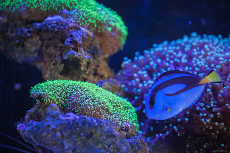 看看我刚买来的胆小如鼠的蓝吊