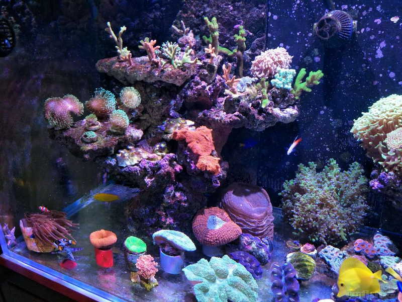 海魔方"一盐为定"120缸记录贴