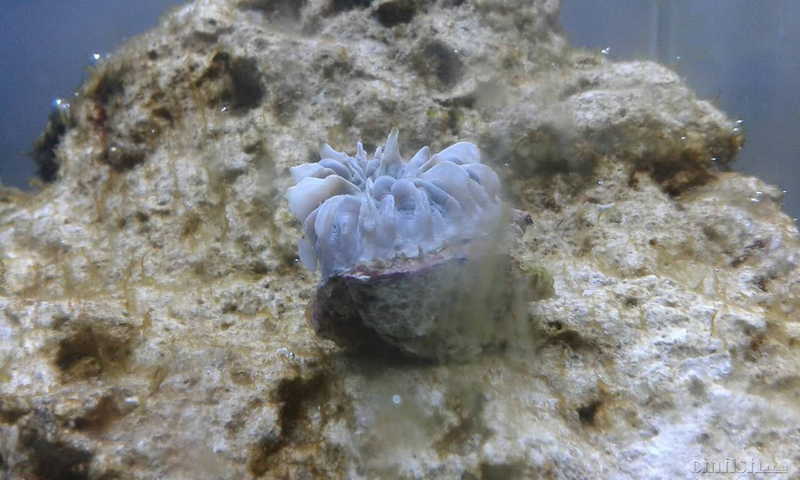 白色气泡珊瑚还有救吗