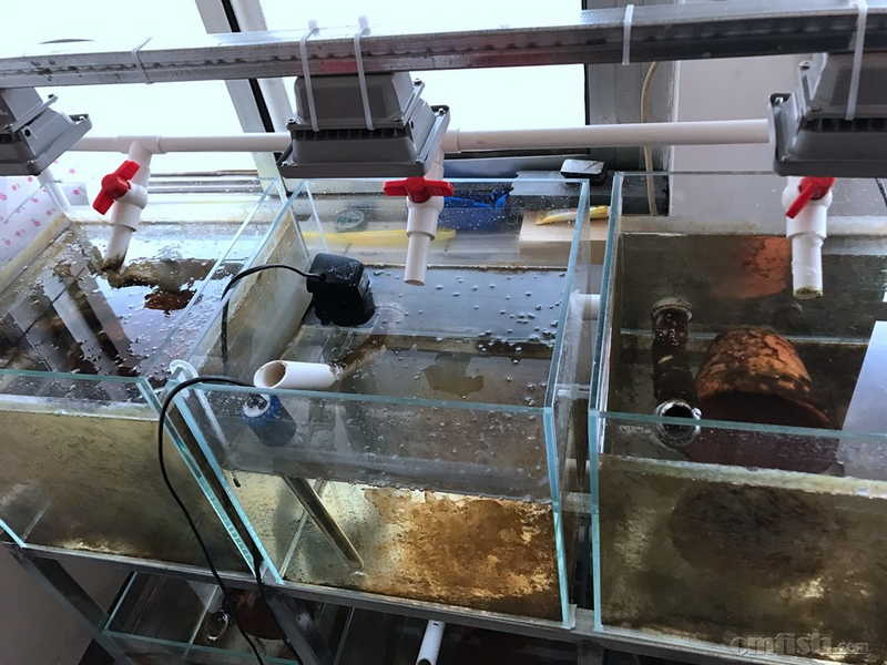 代发贴:出繁殖组缸,给钱搬走