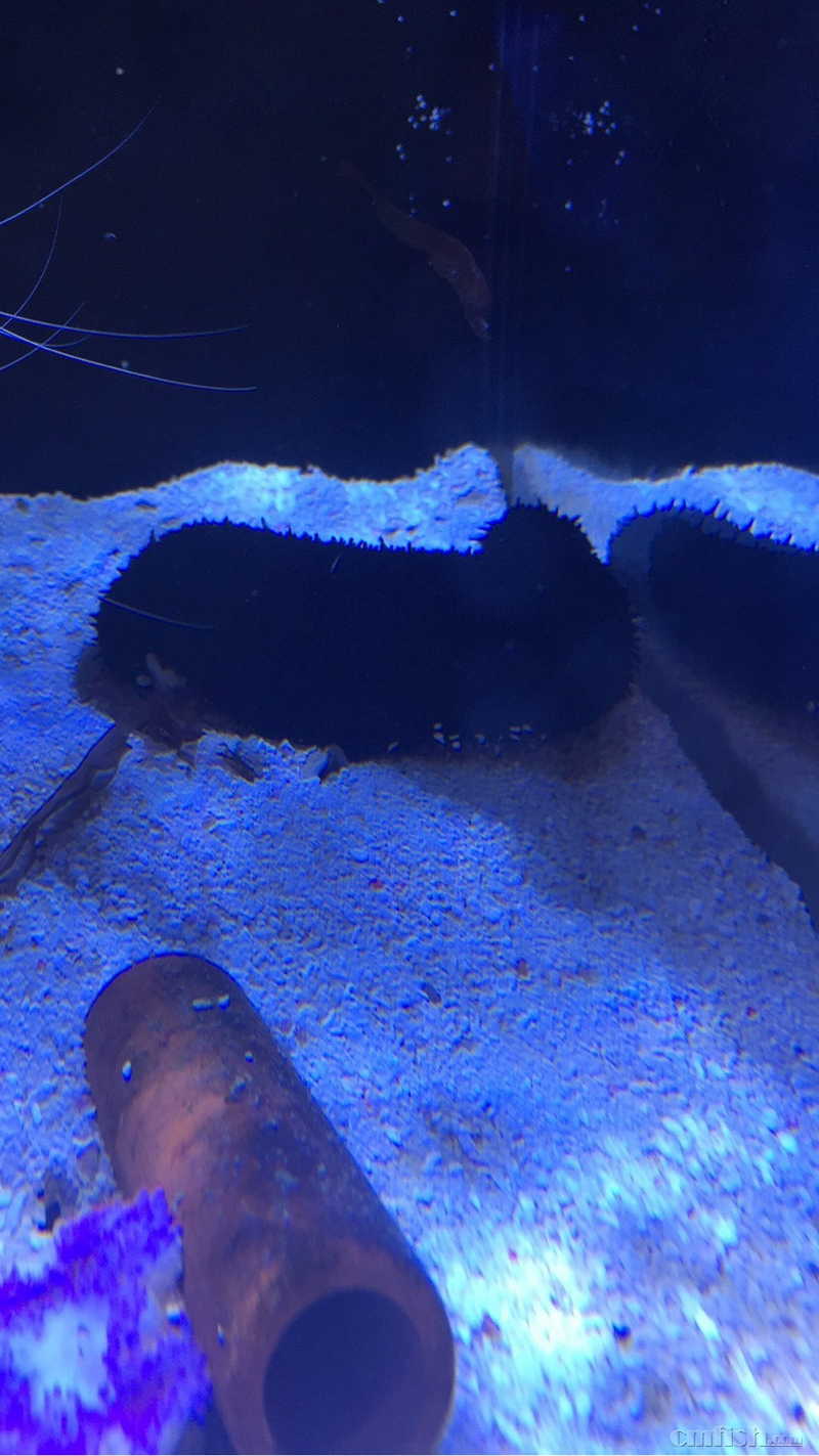 深圳撤沙出翻砂生物