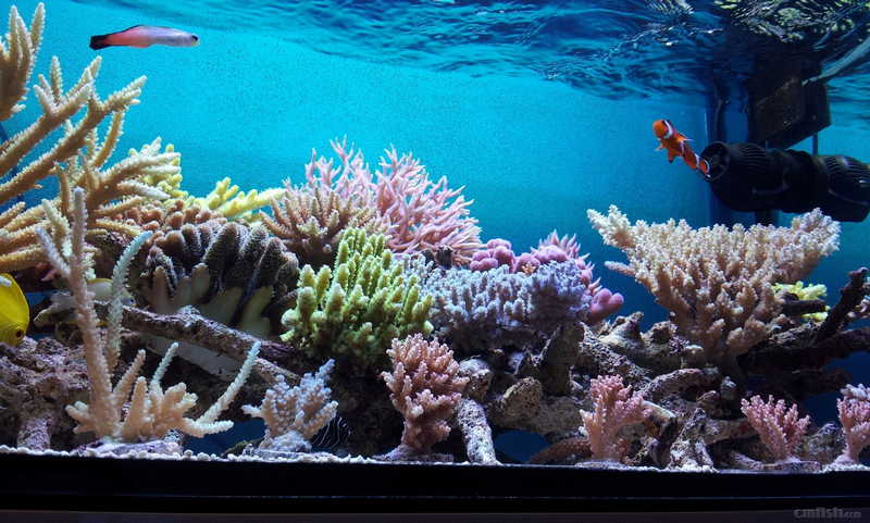 Coral.jpg