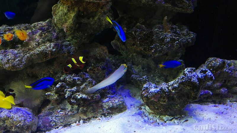 出金头虾虎一条