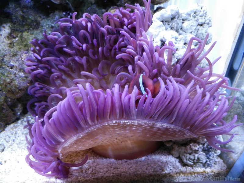 紫色海葵好养么?