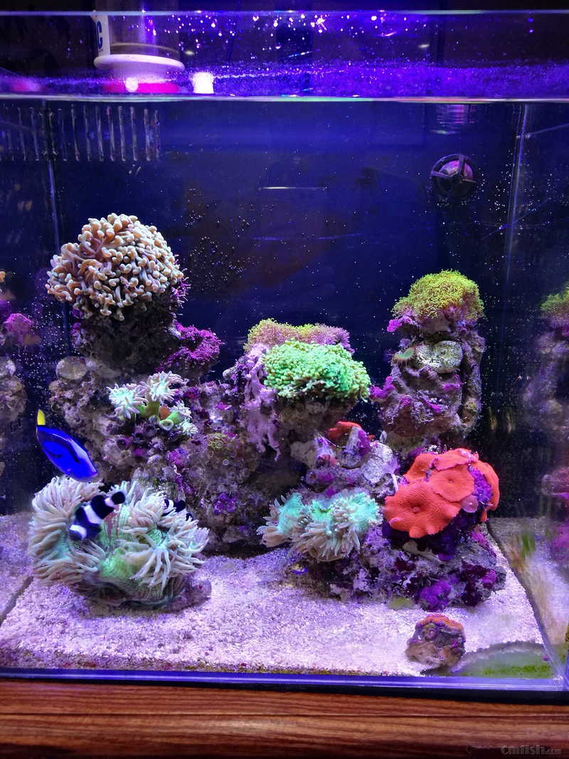 小缸生物 活石 打包 ~~~~~ - 北京地区 - cmf海水观赏鱼论坛