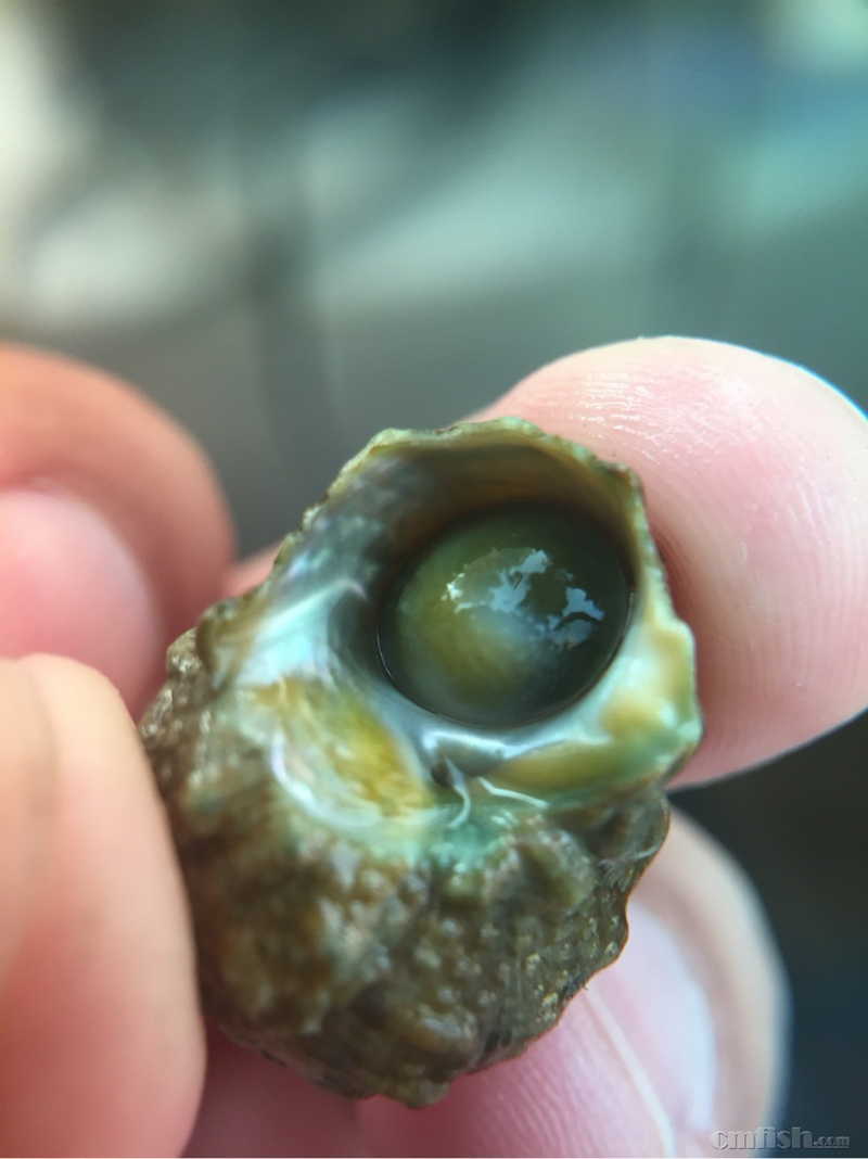 出售牛眼螺～可发快递!