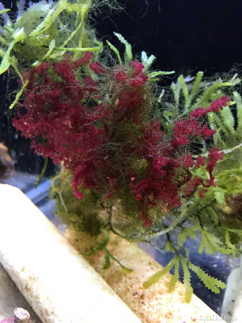 谁知道这丝状的是什么藻类 比丝藻颜色深且硬一点 比钢丝细