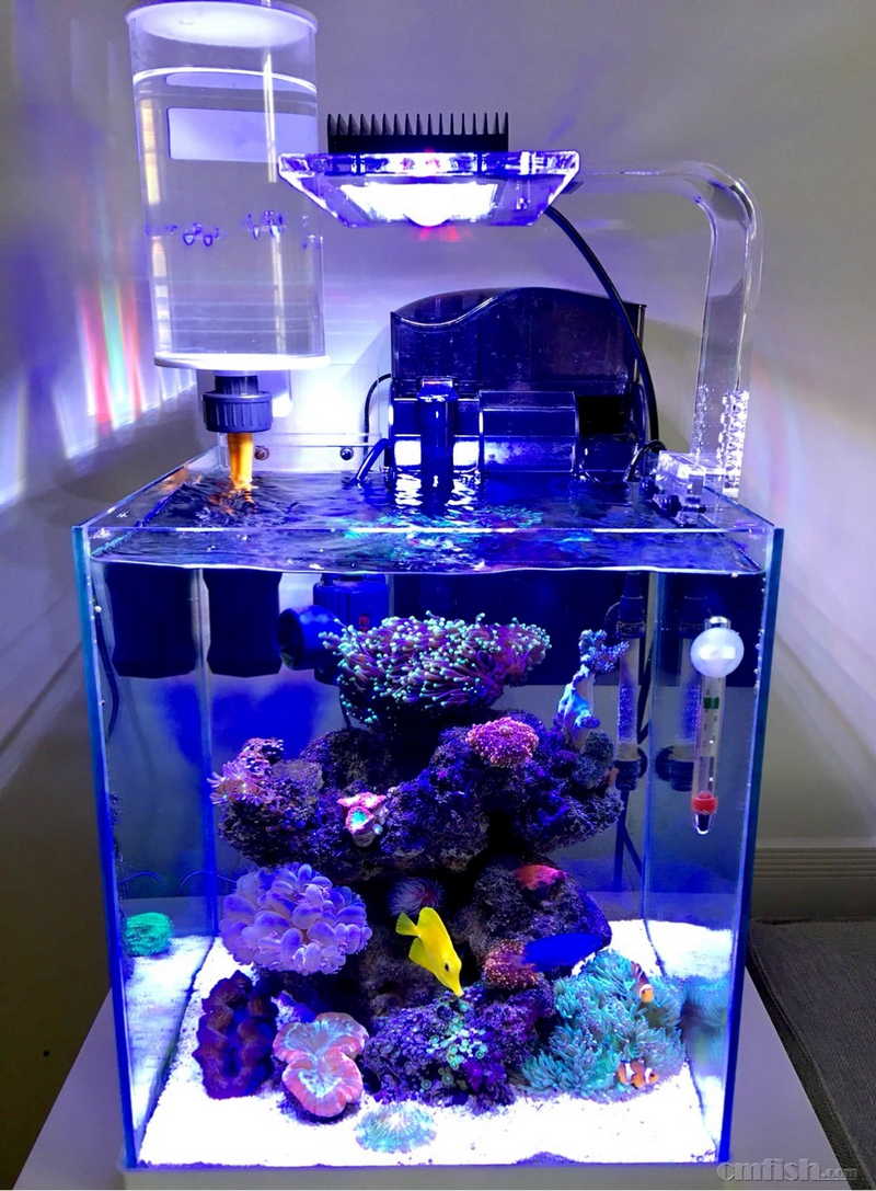 30*30微缸 - 摄影比赛noopsyche杯 - cmf海水观赏鱼论坛 - powered by