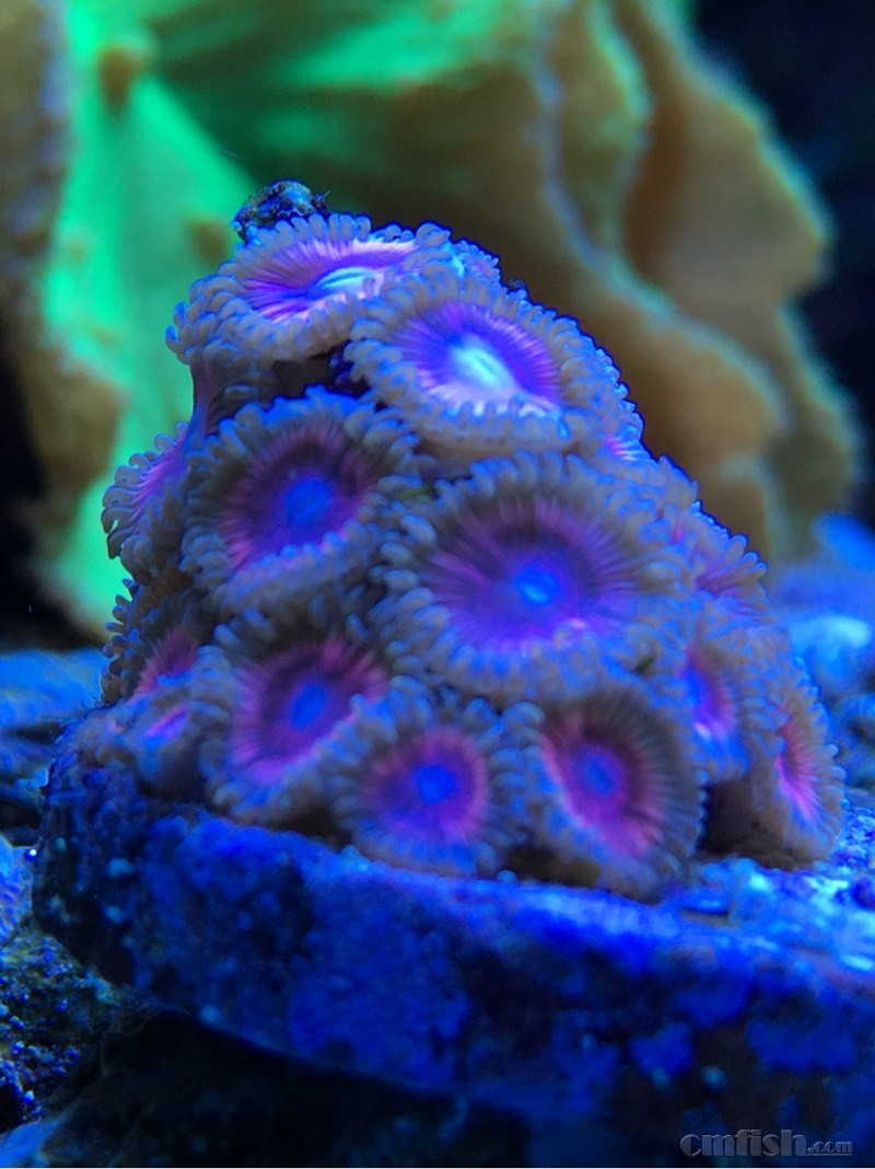 214804exdhu2eihgxlf4ek.jpg