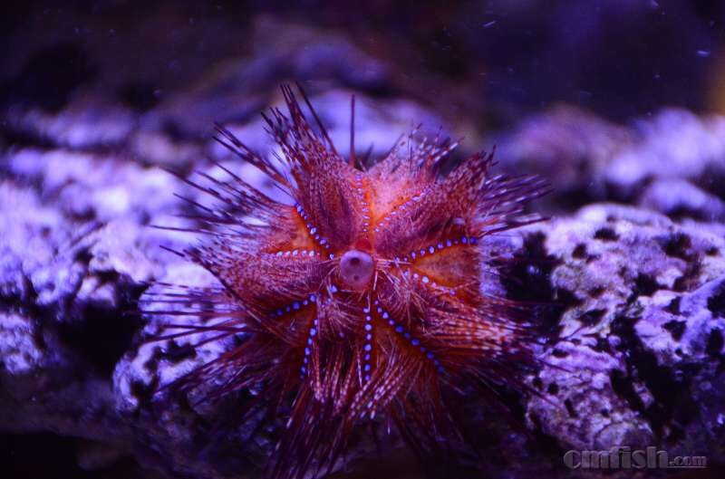 火焰海胆的共生蟹跑蓝海星身上去了,难道真是它干的?