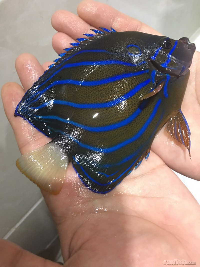 北五环立水桥出白尾蓝环等鱼