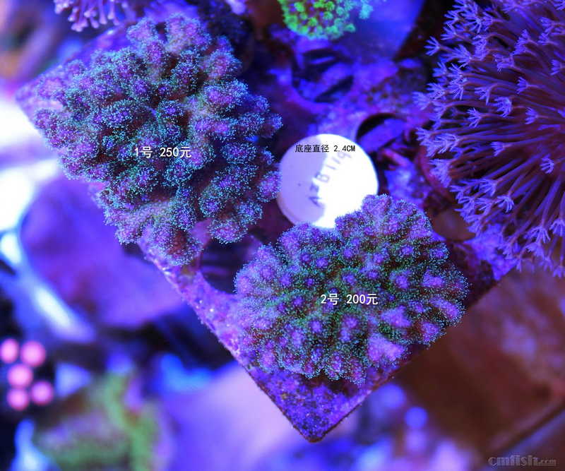 sps断枝,人工大小幻彩图钉,帝姬,熔岩,顺丰,淘宝交易