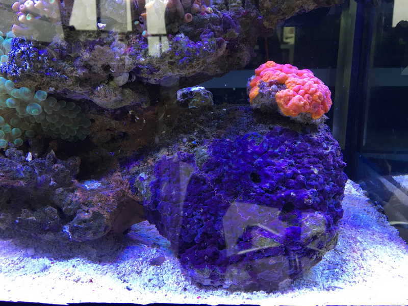 长了好多 深紫色的钙藻