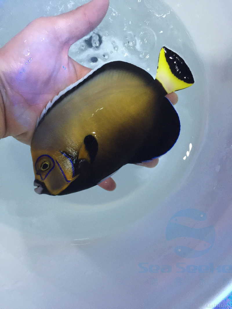 coco仙 眼镜仙 面罩仙 到货