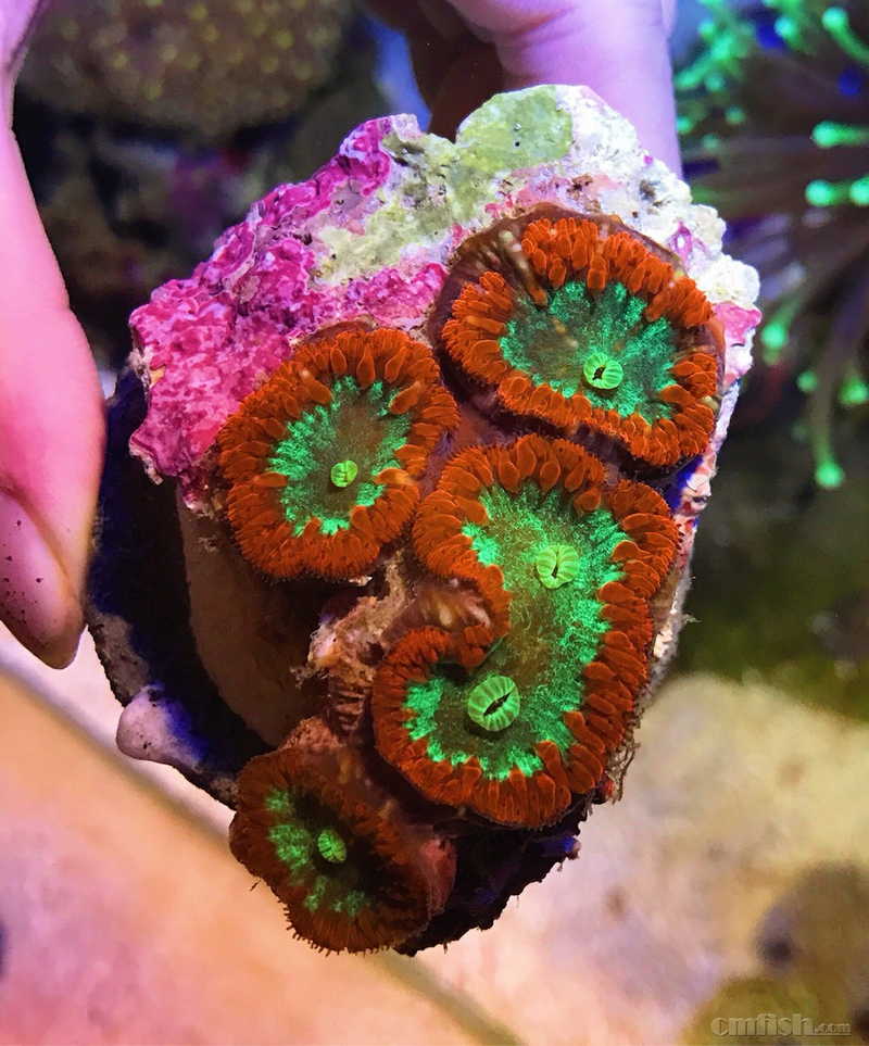 出双色纽扣脑 瓦片脑