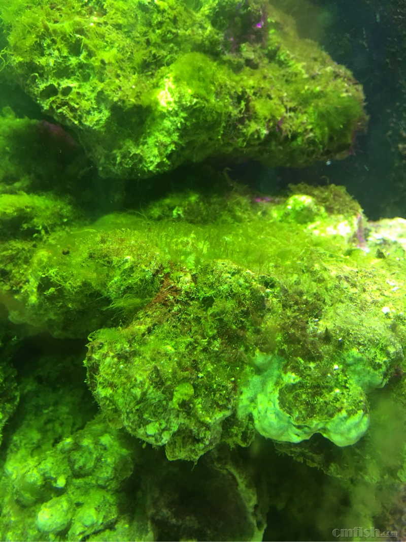 爆藻这算是绿藻了么