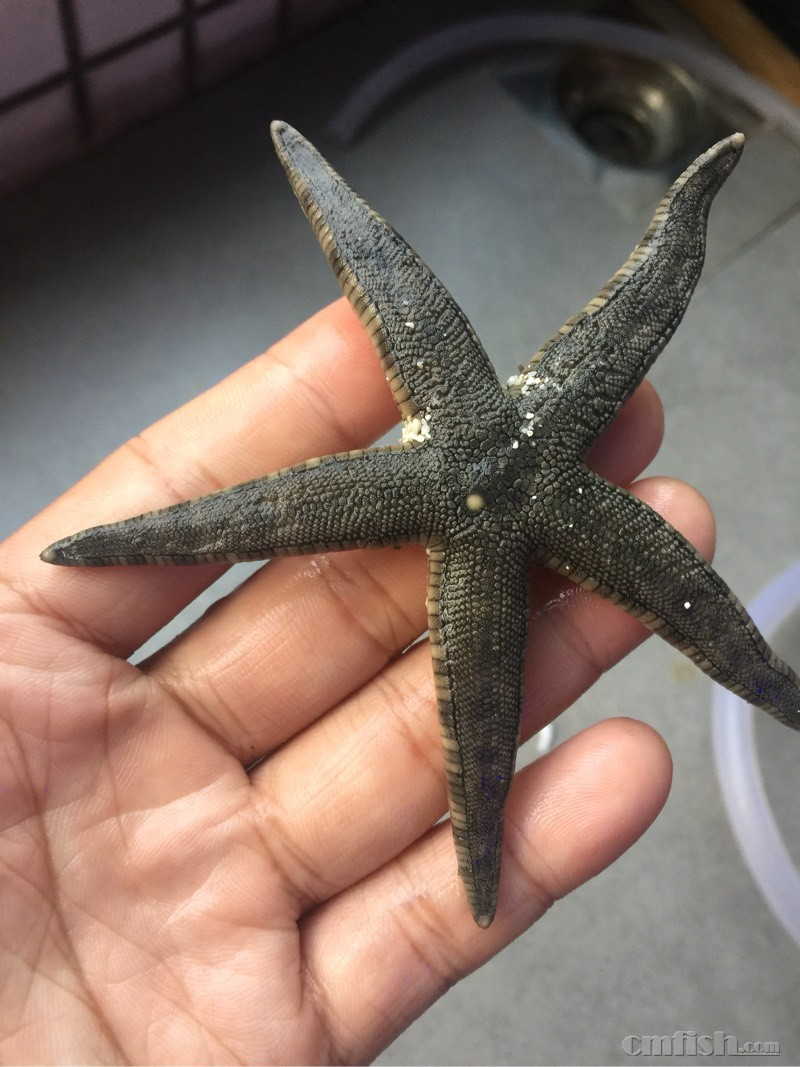 翻沙生物,两海参两海星打包100