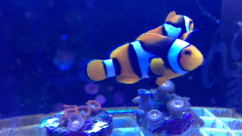 ����֮ǰ�ĺڱ���