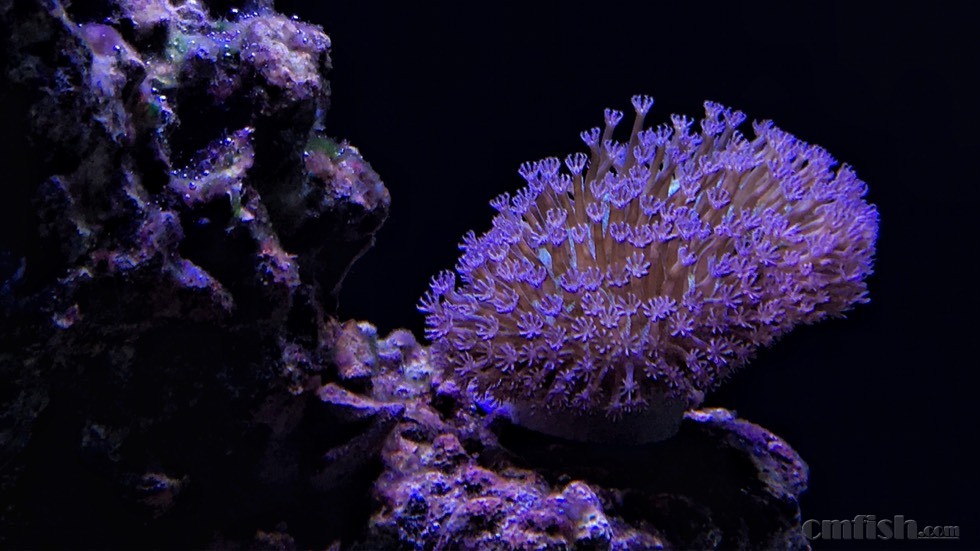 买鱼友的花环崽子,状态不好,请各位指点 - lps珊瑚及软体 - cmf海友